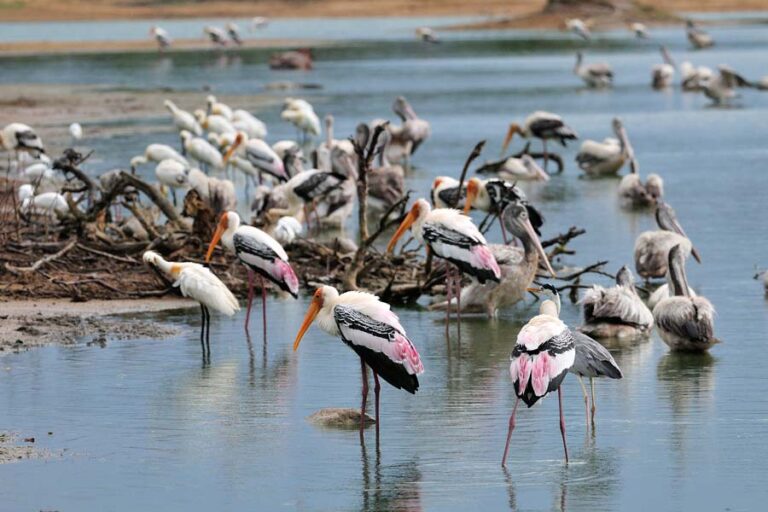 Minneriya National Park